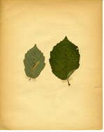 Image of Hazel Slender