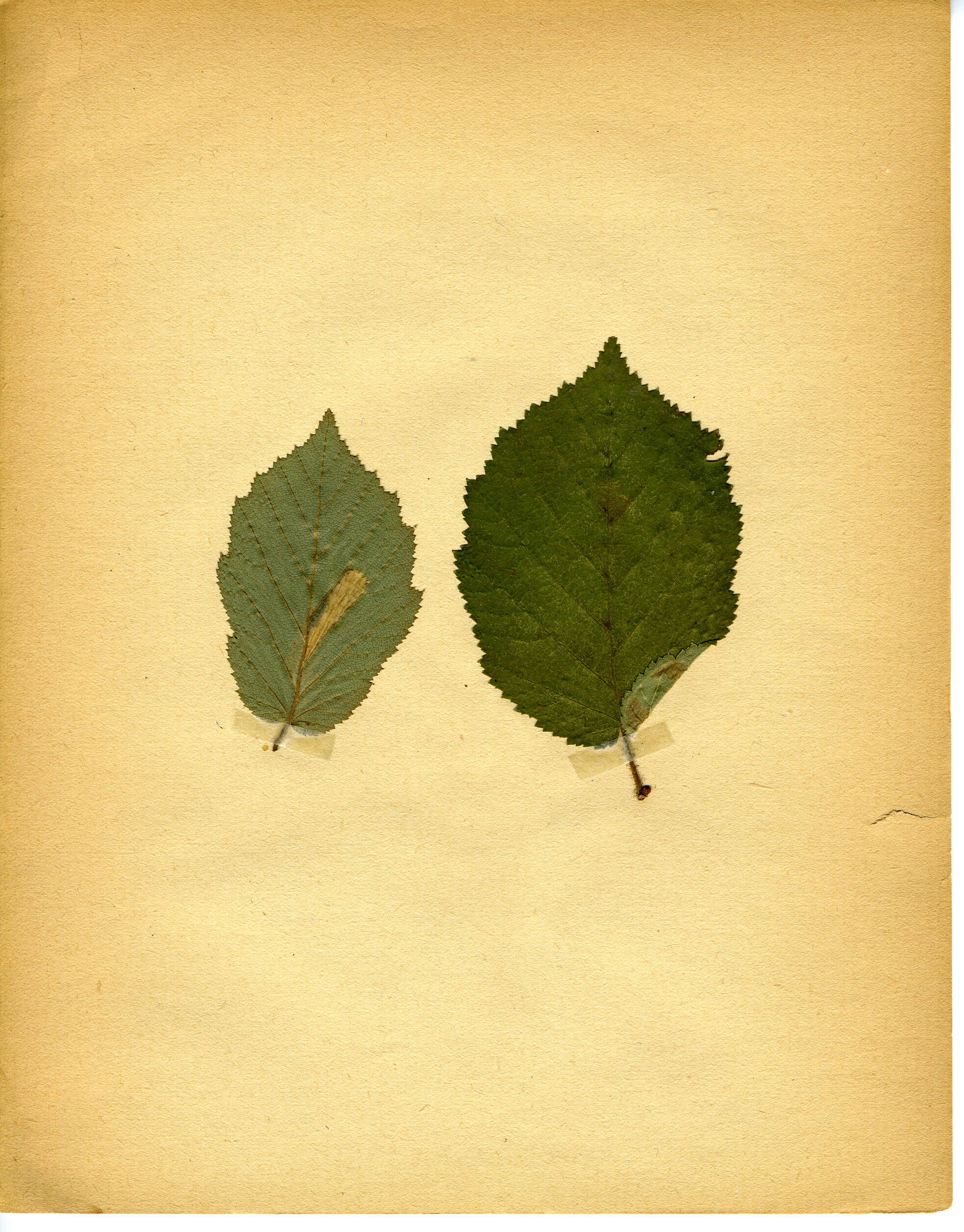 Image of Hazel Slender