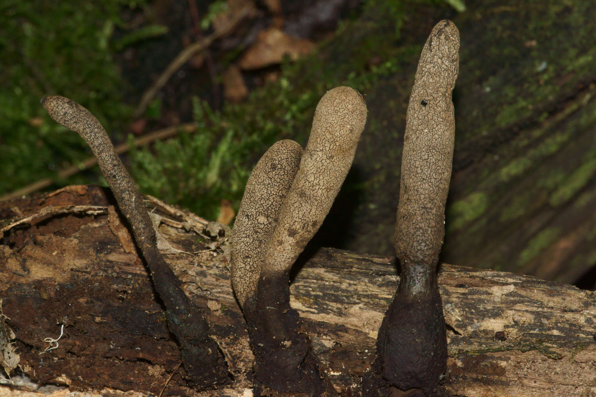 Image of Xylaria longipes Nitschke 1867