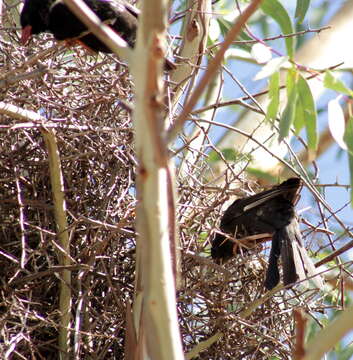 Image of Bubalornis niger niger Smith & A 1836