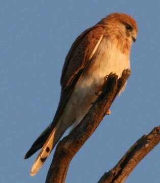 Image of Australian Kestrel