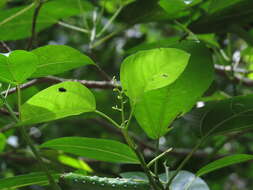 Image of Dendrocnide photiniphylla (Kunth) Chew