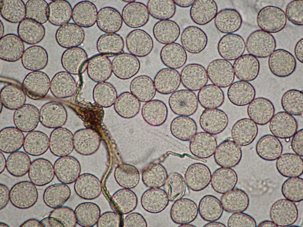 Image of Calomyxa metallica