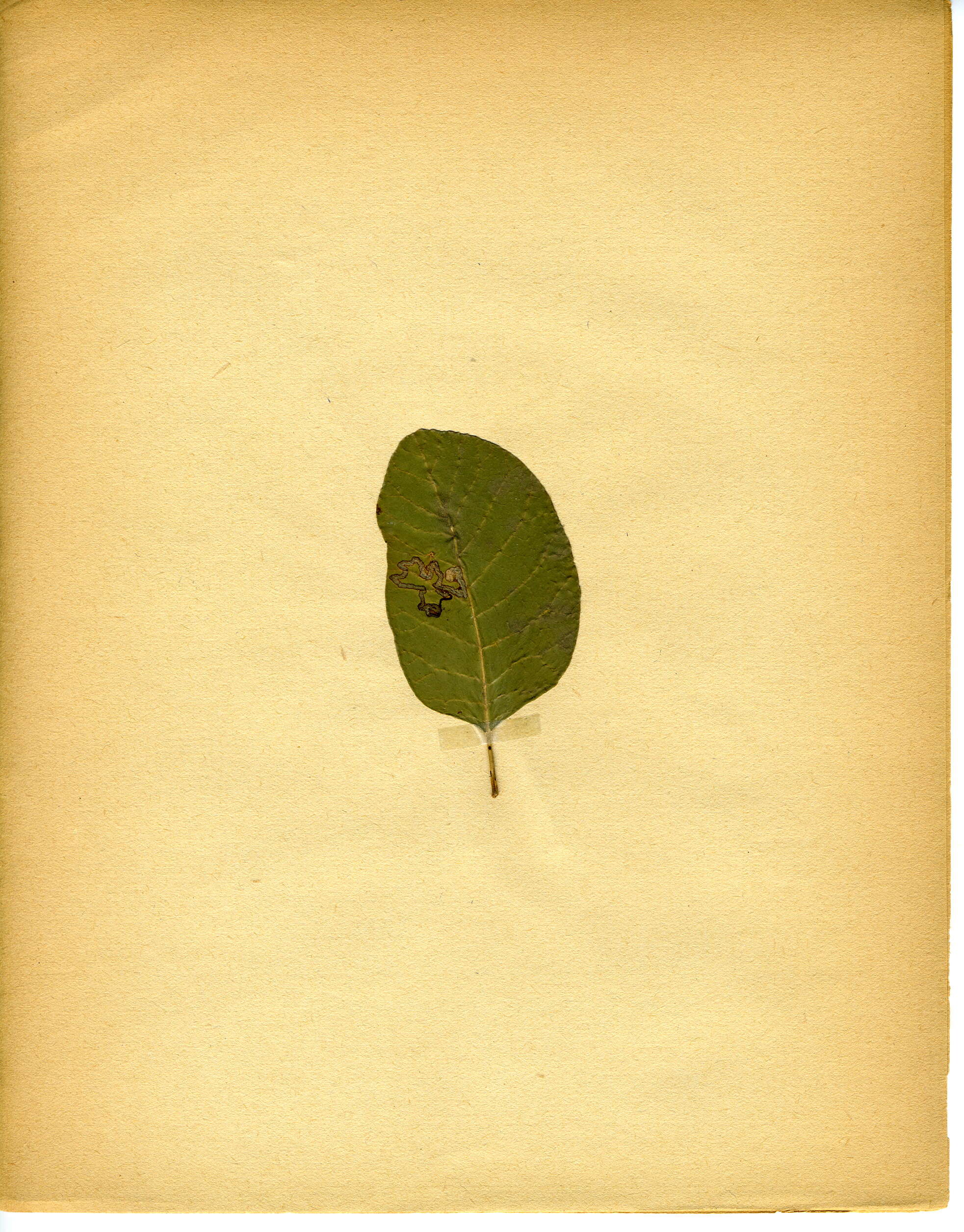 Image of Simplimorpha promissa (Staudinger 1870) van Nieukerken 1986