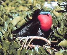 Image of Great Frigatebird