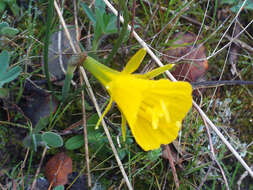 Image of petticoat daffodil