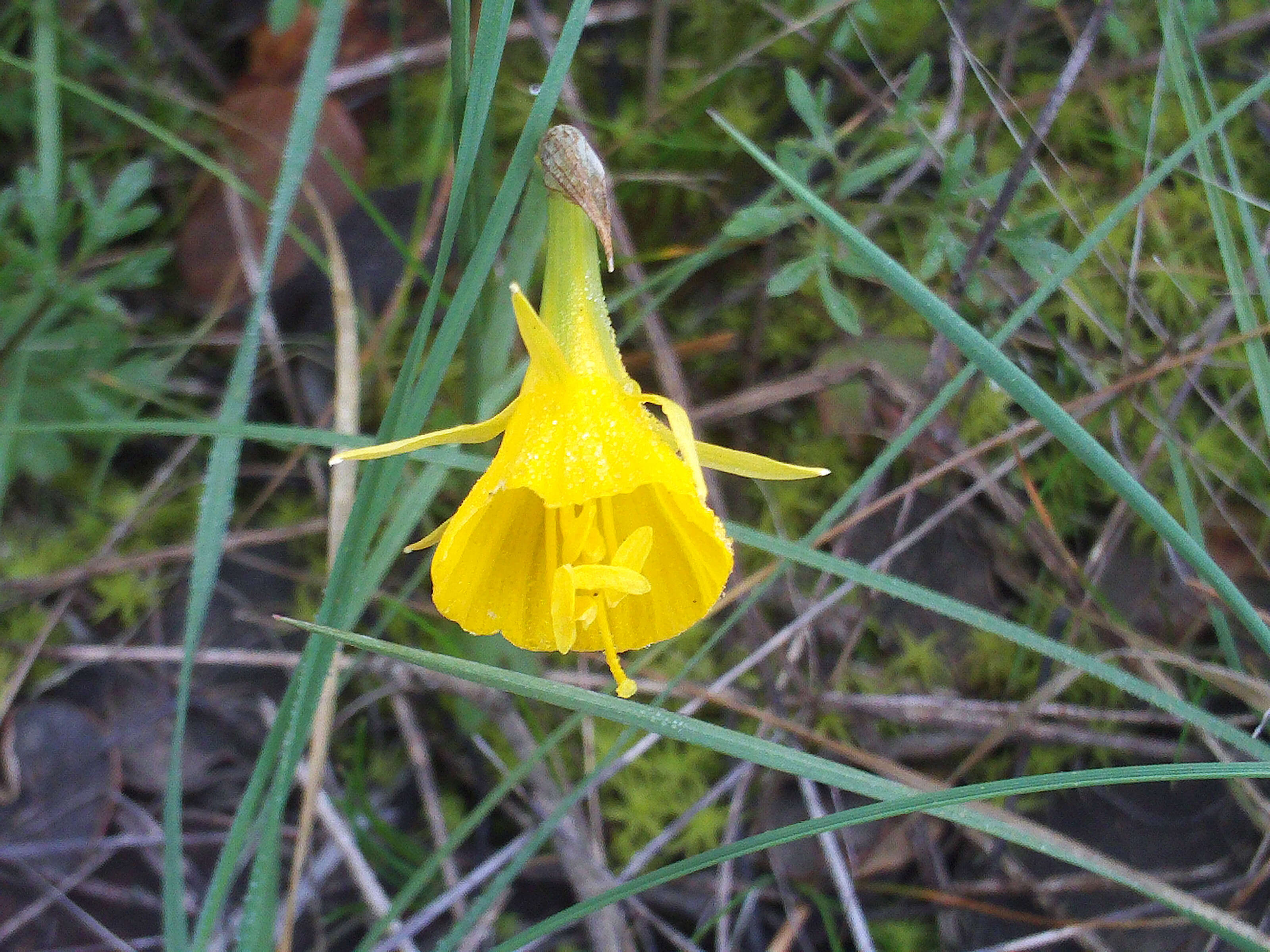 Image of petticoat daffodil