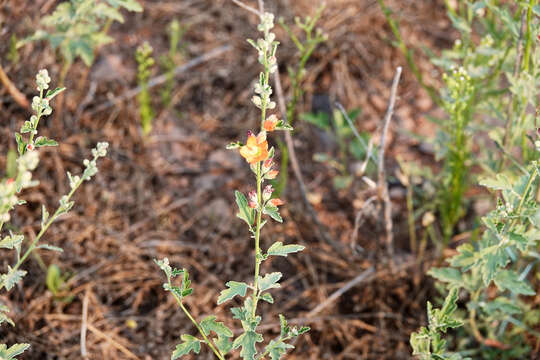 Image of Fendler's globemallow