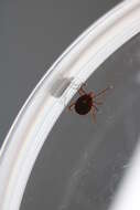 Image of Lone Star Tick