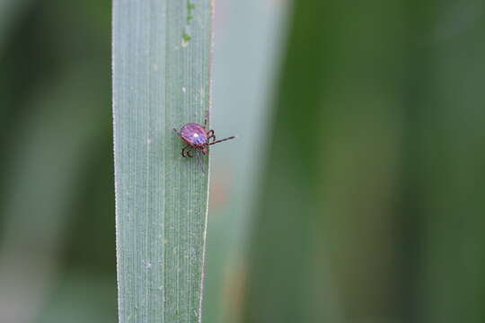 Image of Lone Star Tick