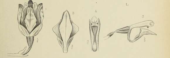 Image of Gastrodia javanica (Blume) Lindl.