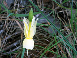 Image of Narcissus cernuus