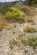 Image of Ornithogalum creticum Zahar.