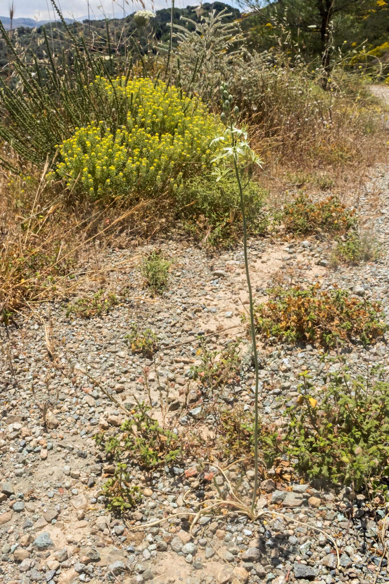 Image de Ornithogalum creticum Zahar.