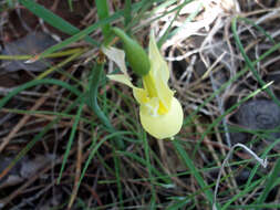 Image of Narcissus cernuus