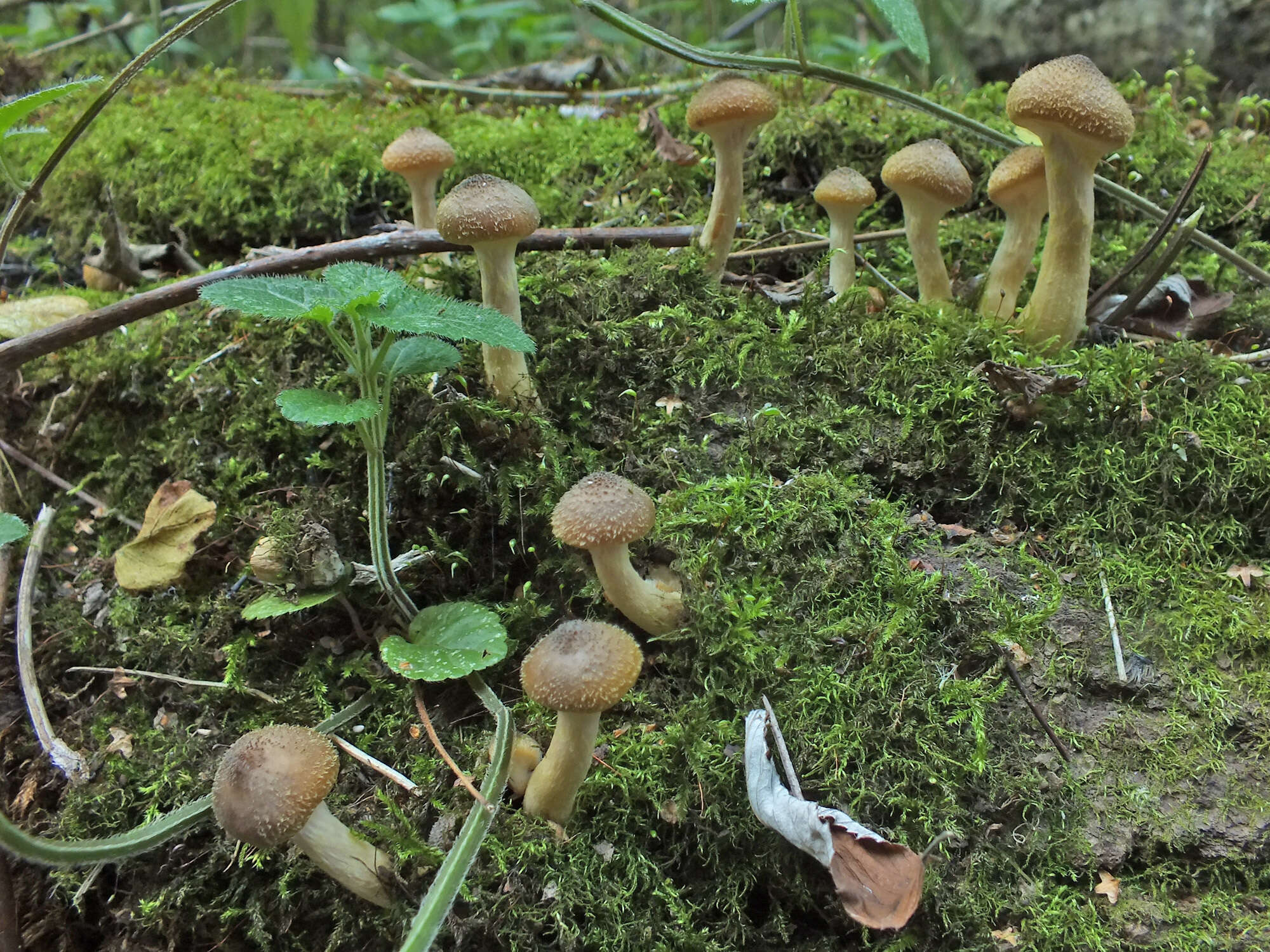 Image of Armillaria cepistipes Velen. 1920