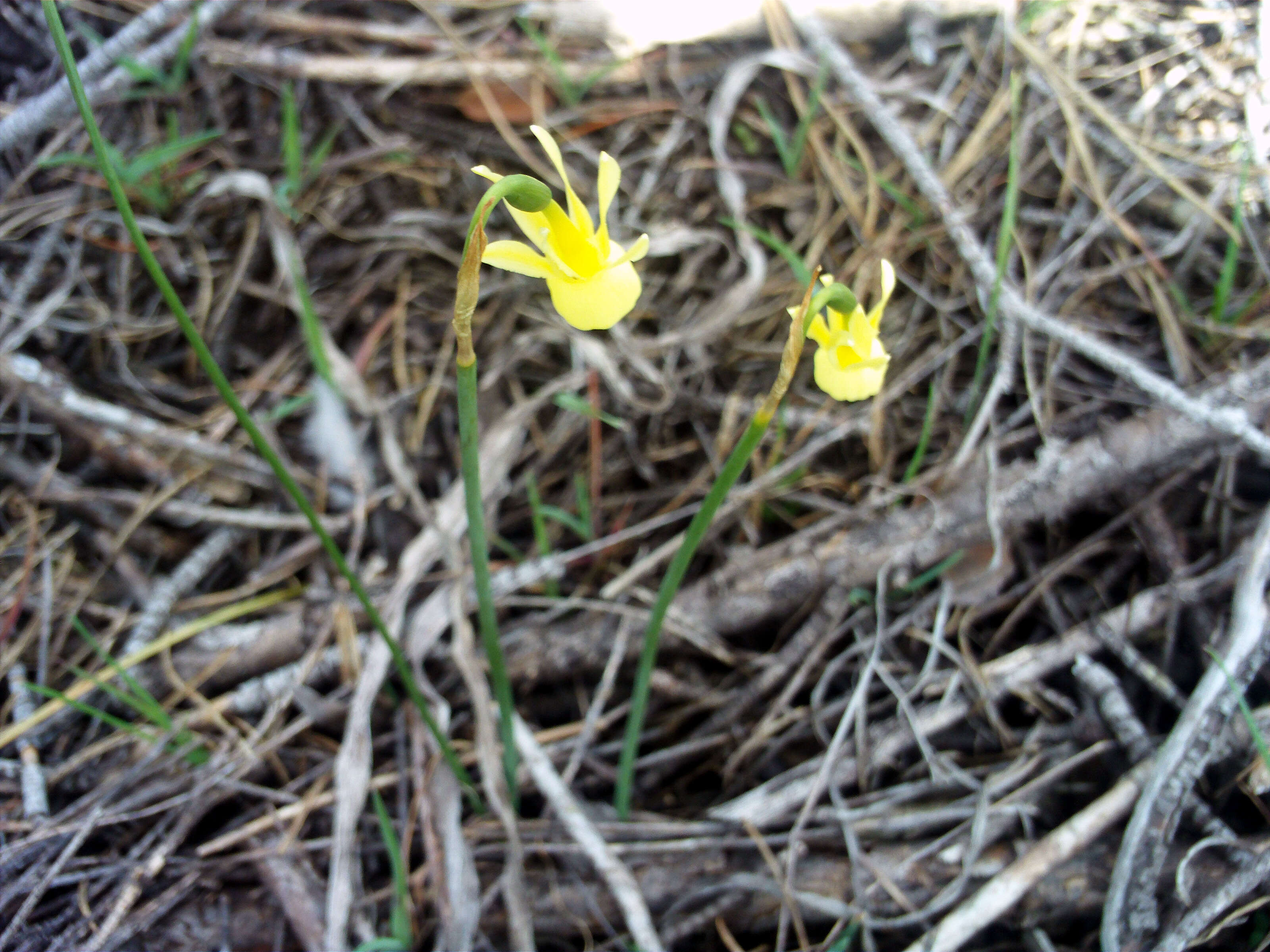 Image of Narcissus cernuus