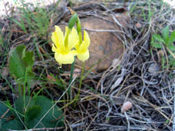 Image of Narcissus cernuus