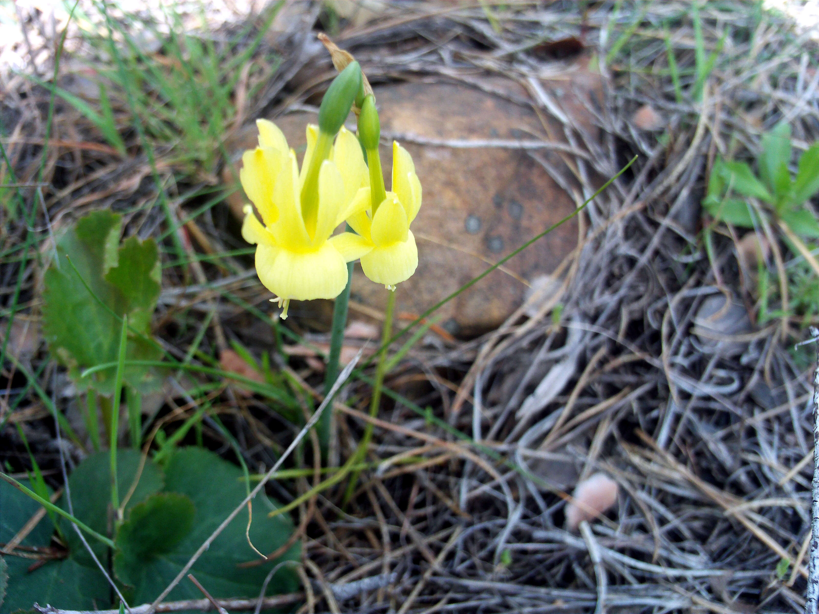 Image of Narcissus cernuus