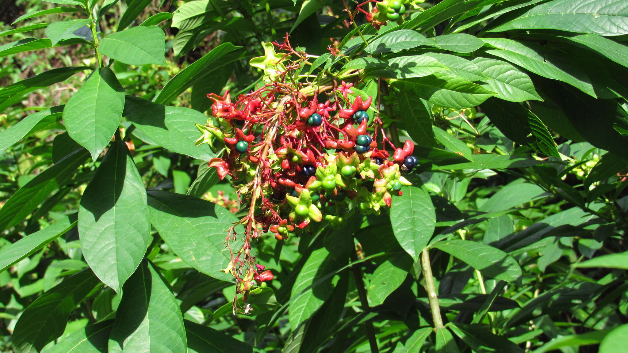 Imagem de Clerodendrum indicum (L.) Kuntze