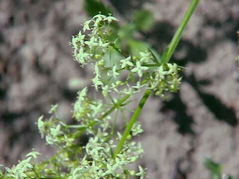 Imagem de Galium boreale L.