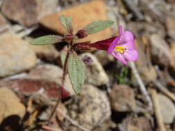 Image of Torrey's monkeyflower