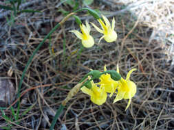 Image of Narcissus cernuus