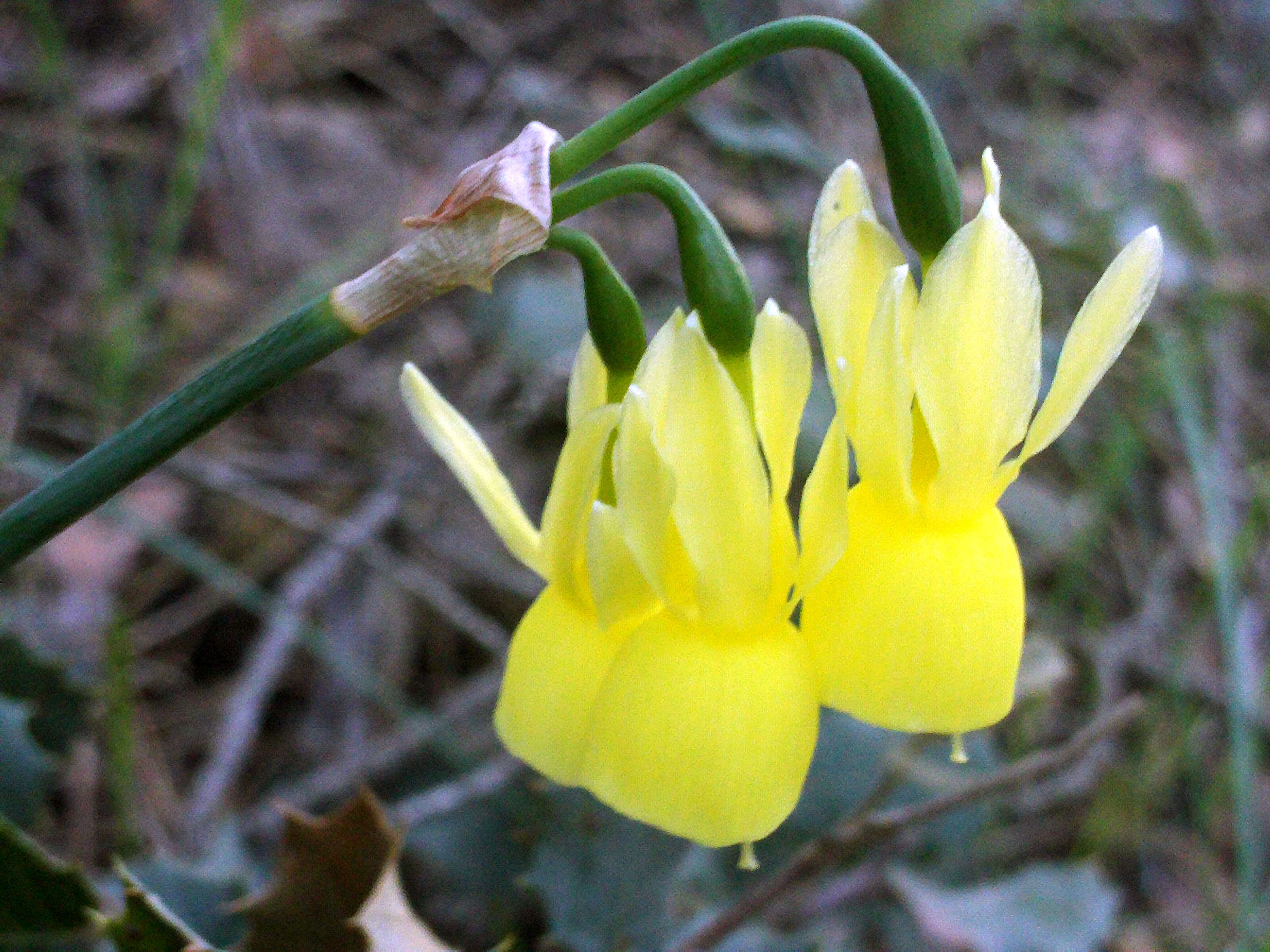 Image of Narcissus cernuus