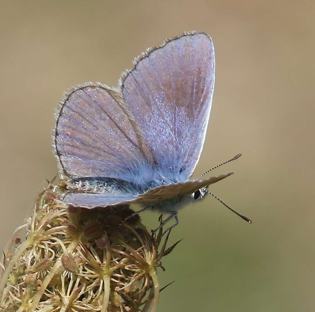 Image of Polyommatus thersites (Cantener 1835)