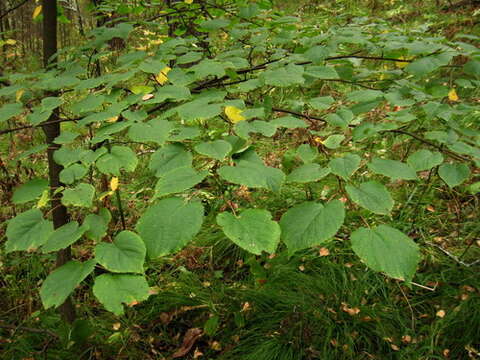 Image of Tilia nasczokinii N. V. Stepanov