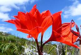 Image of George lily, Scarborough lily