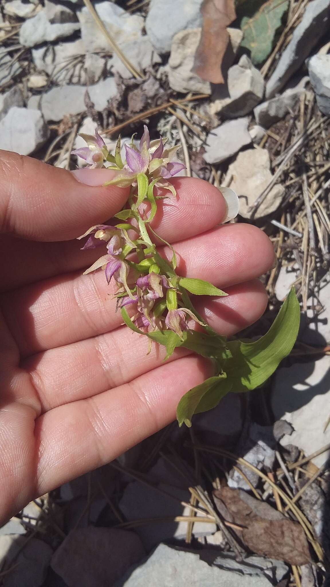 Imagem de Epipactis helleborine subsp. orbicularis (K. Richt.) E. Klein