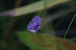 Image of Utricularia gaagudju