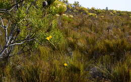 Image of Lachnaea aurea Eckl. & Zeyh. ex Meissn.