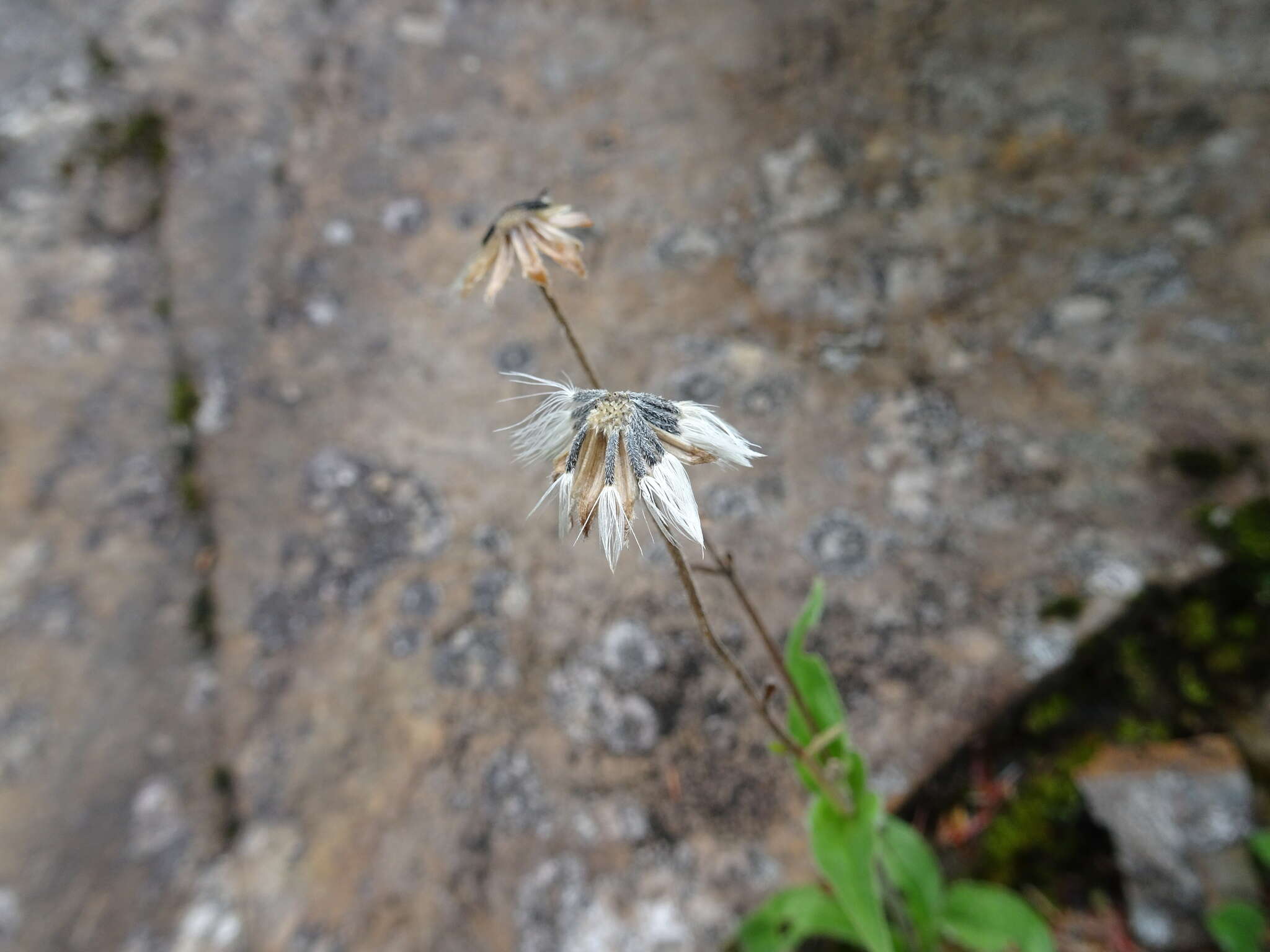 Image of longleaf arnica