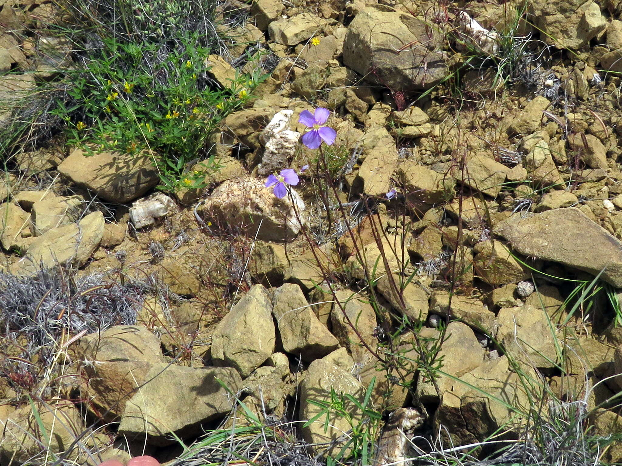 Image of Heliophila suavissima Burch. ex DC.