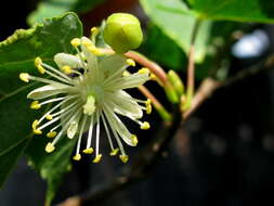 Image of Tilia nasczokinii N. V. Stepanov