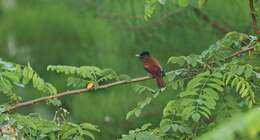 Image of Japanese Paradise Flycatcher