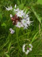 Image of Allium macrostemon Bunge