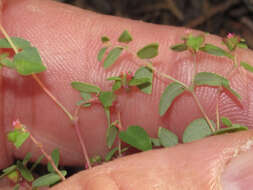 صورة Euphorbia villifera Scheele