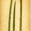 Image of Elachista poae Stainton 1855