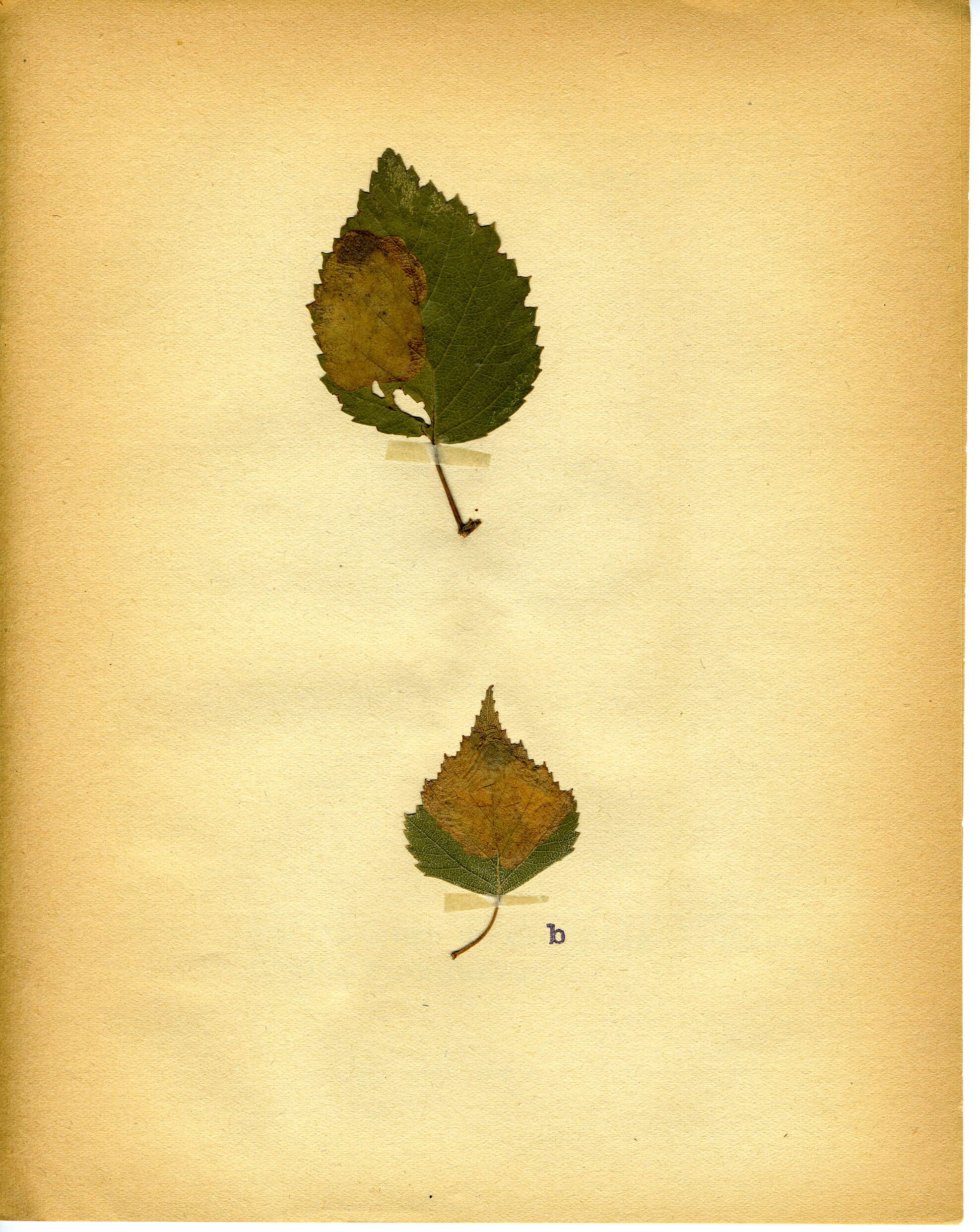 Image of Early Birch Leaf Edgeminer
