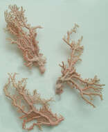 Image of Lace corals