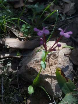 Image of Fedia graciliflora Fischer & Meyer