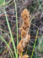 Image of Gahnia trifida Labill.