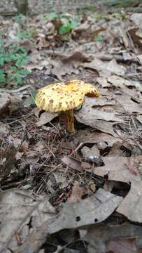 Image of Chicken Fat Mushroom