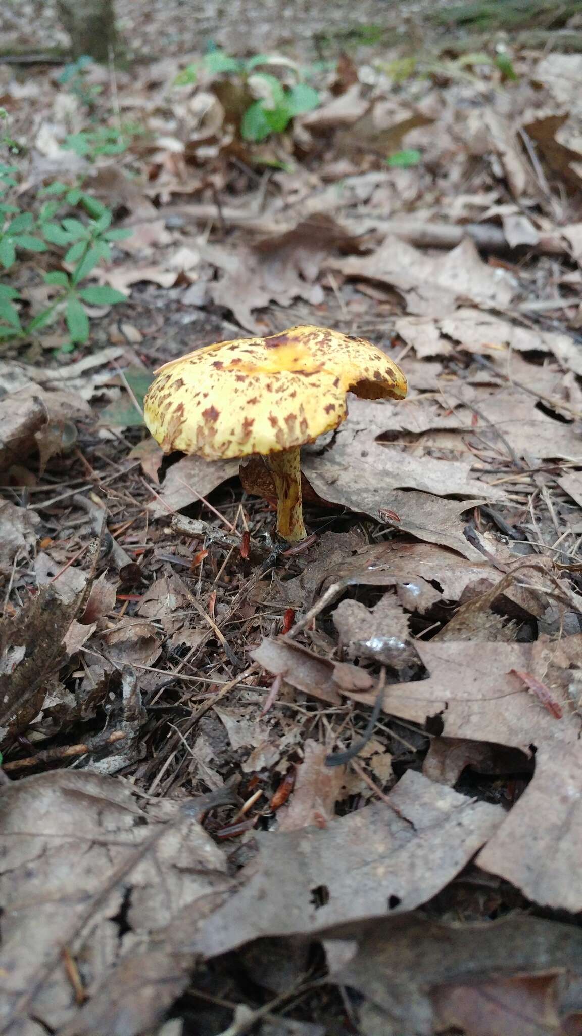 Image of Chicken Fat Mushroom