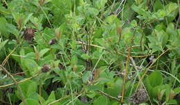 Image of Alaska bog willow