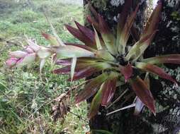 Tillandsia biflora Ruiz & Pav. resmi