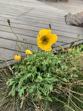 Image of Arctic poppy